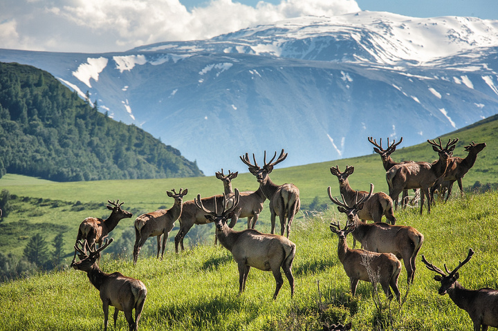 О  внесении изменений в некоторые постановления Центральной избирательной комиссии Республики Казахстан