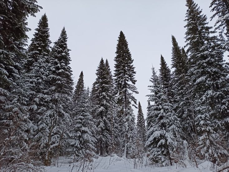 Об утверждении Правил сверки и представления сведений об избирателях и границах избирательных участков