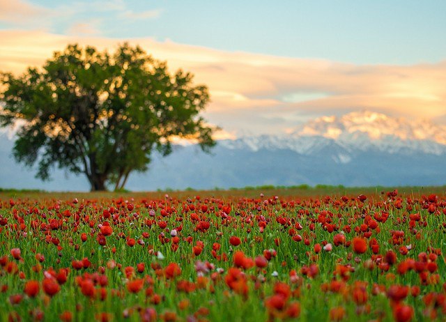 О внесении изменений в некоторые постановления Центральной избирательной комиссии Республики Казахстан